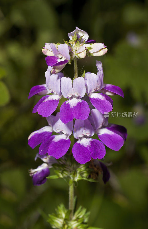 山梨花(Collinsia heterophylla)是一种开花植物，原产于加利福尼亚和下加利福尼亚。它被称为紫色中国房子或天真。托罗县公园，蒙特利县，加利福尼亚州。车前草科。